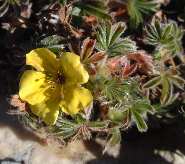 potentilla?